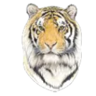 Blountstown High School logo